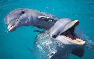 Bottlenose Dolphins - Tursiops Truncatus